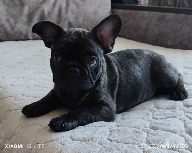 Французский бульдог вязка