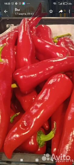 Рассада томатов, перцев и другое