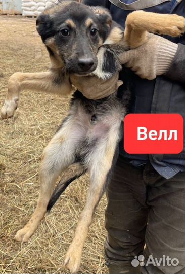 Щенки из приюта в добрые руки (мальчики)