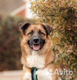 В добрые руки