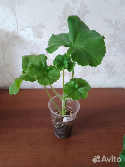 Пеларгонии сортовые