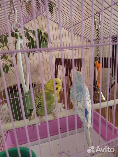 Волнистый попугай с клеткой
