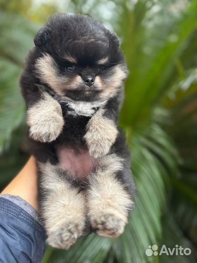 Померанский шпиц девочка