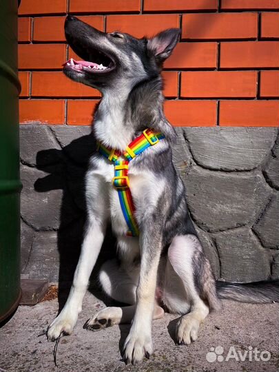 Н образная шлейка для собак + благотворительность