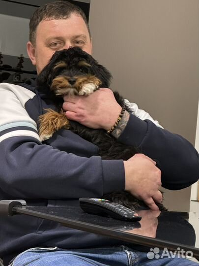 Продам щенка