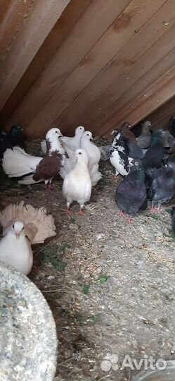 Голуби(павлины)