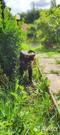 Черный котенок мальчик