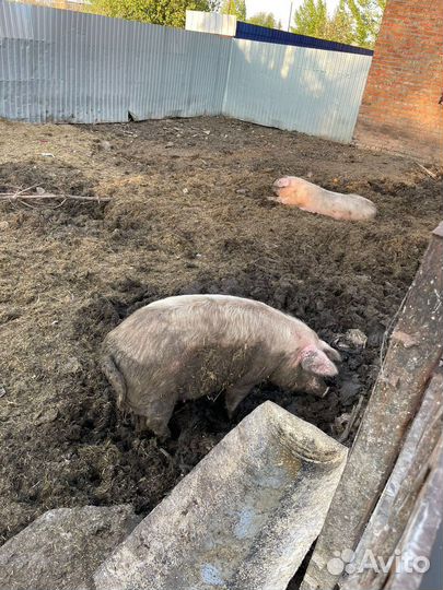 Поросята ландрас