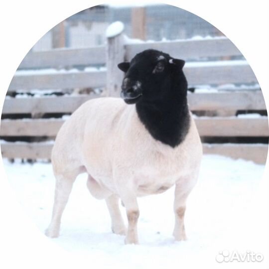 Бараны Дорпер для разведения