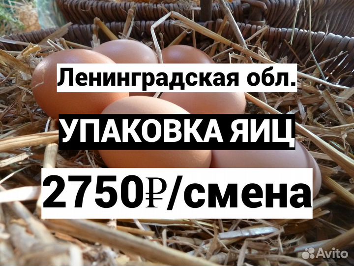 Упаковка яиц / Ленинградская обл. / Вахта