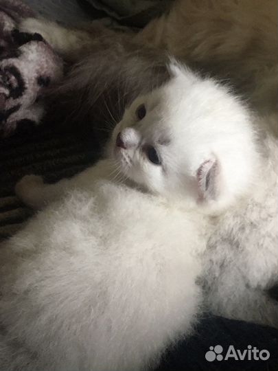 Невские маскарадные котята