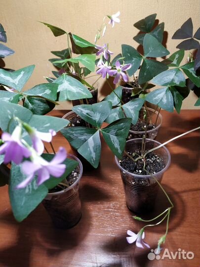 Кислицы треугольные