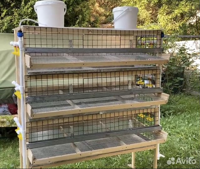 Клетки для перепелов