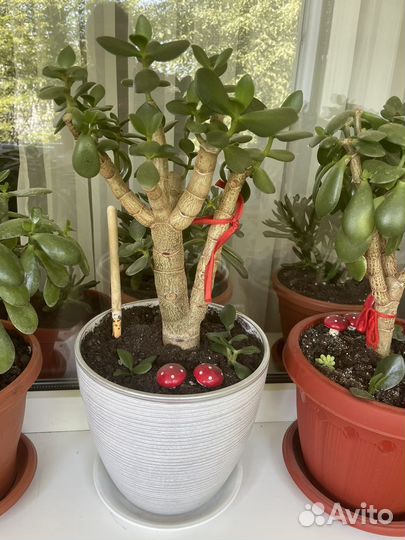 Толстянка несколько горшков