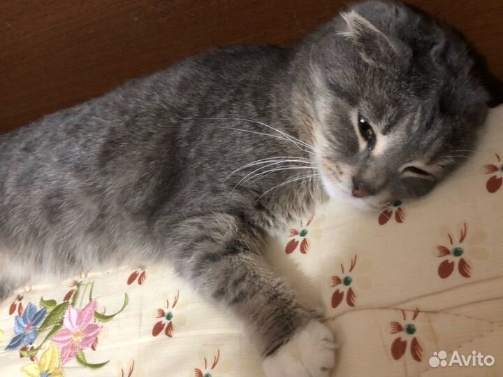 Потерялась моя кошка