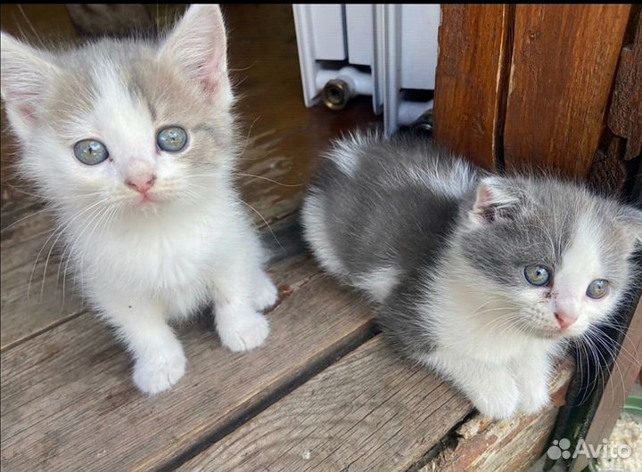 Котята в дар