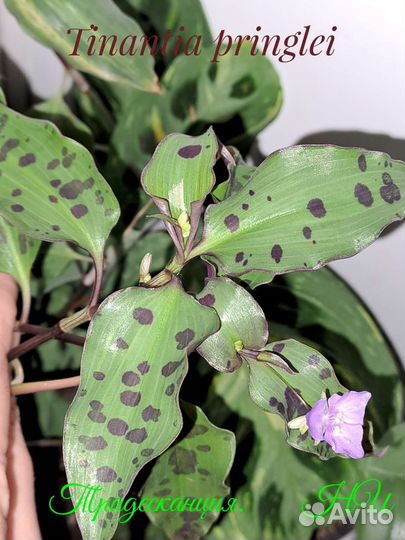 Традесканция