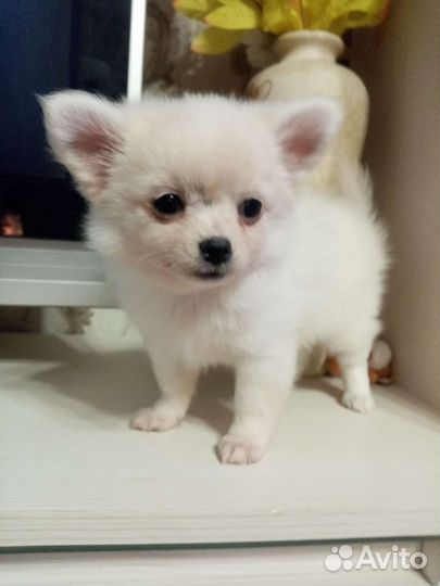 Чихуахуа девочка