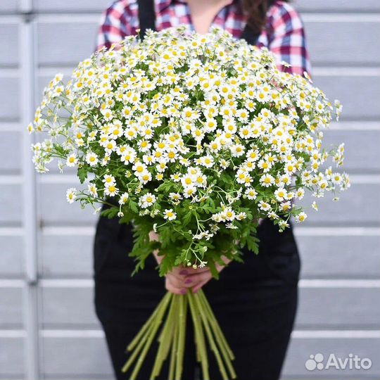 Матрикария