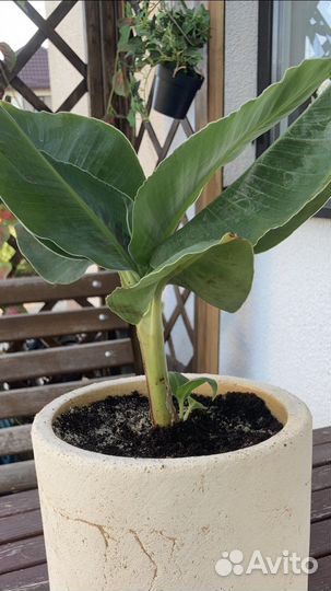 Банановая пальма