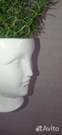 Седум мексиканум в белой кружке