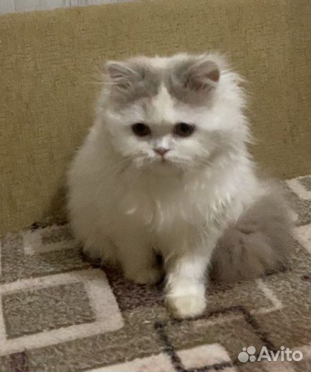 Британская длинношерстная