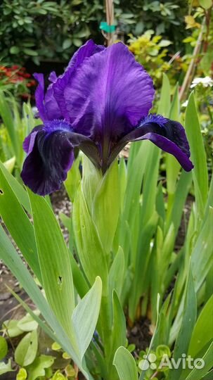 Многолетники