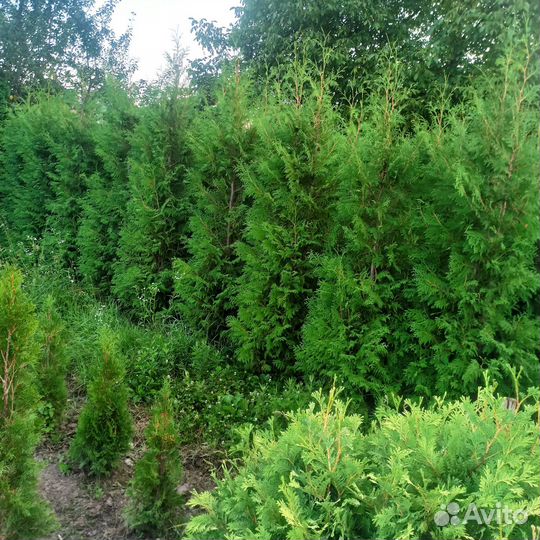 Туя Брабант