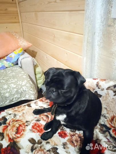 Мопс вязка мальчик