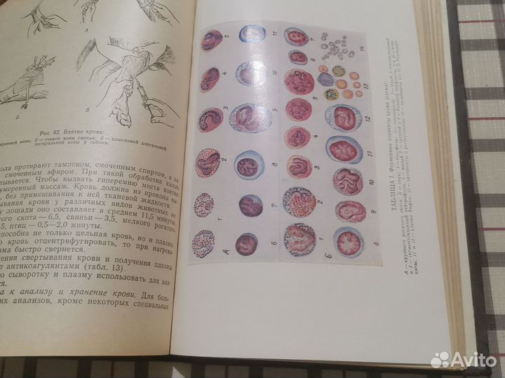 Диагностика незаразных болезней животных