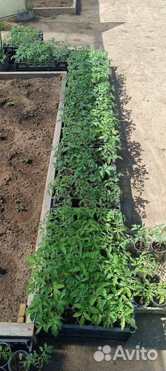 Рассада помидор и перцев