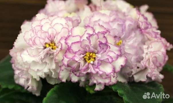 Детки Фиалок