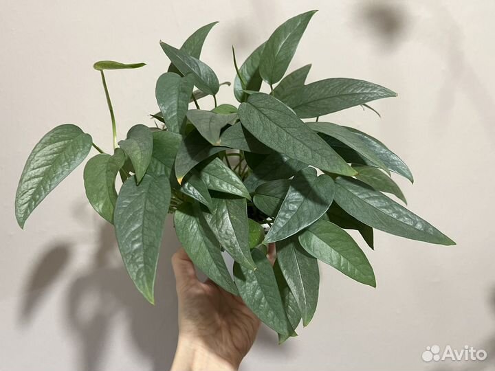 Растения на срез