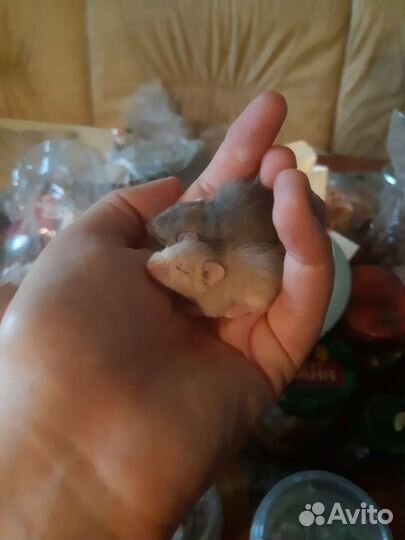 Кормовые мыши