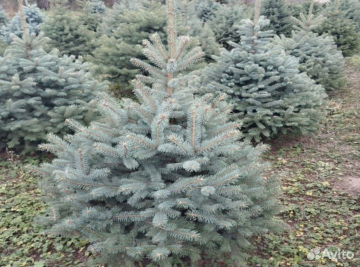 Голубая Глаука ель u-4678