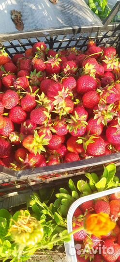 Клубника Зенга Зенгана