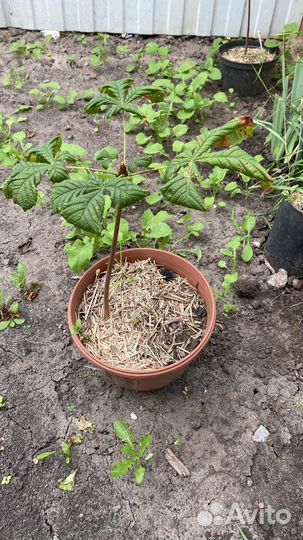 Саженцы каштана