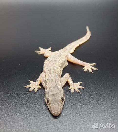 Плоскохвостый домашний геккон (кормовой)