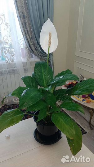 Цветы комнатные