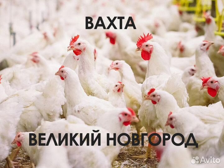 Рабочий птицефабрики (Вахта)