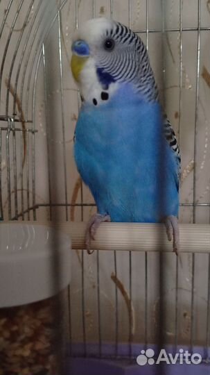 Волнистый попугай