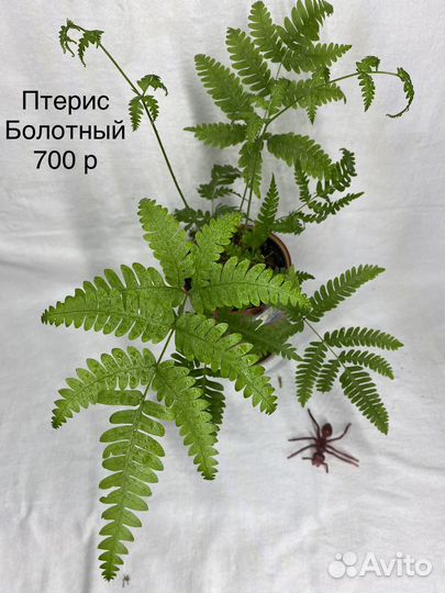 Папоротники сортовые
