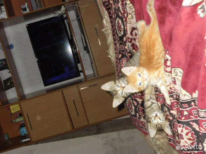 Кошечки, в добрые руки