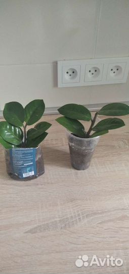 Комнатные цветы