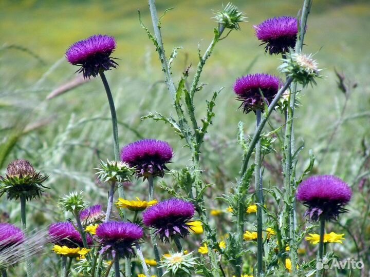 Сухоцвет Чертополох.Чертогон
