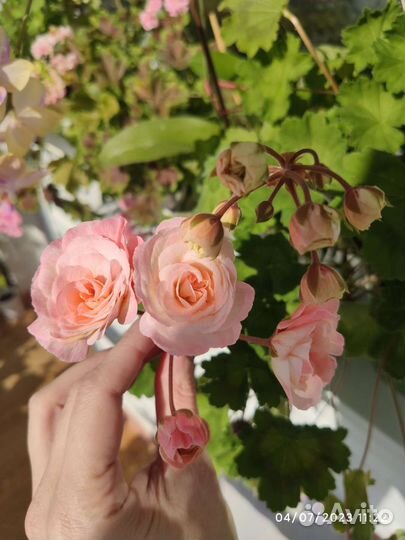 Срез пеларгонии Леона Галактика