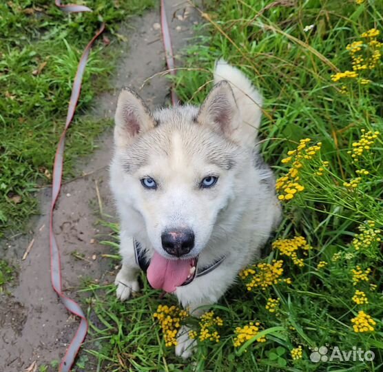 Красавец Скай ищет дом