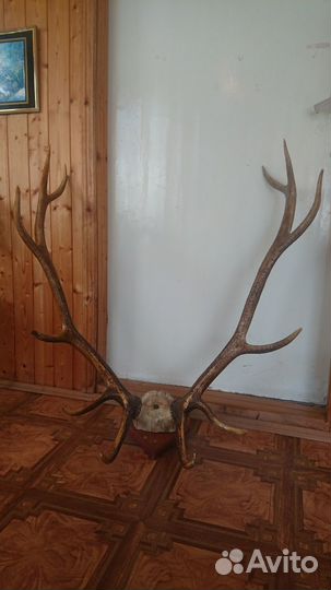 Рога оленя