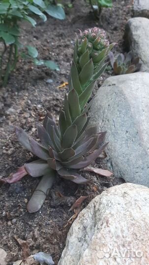 Каменная роза (Молодило)