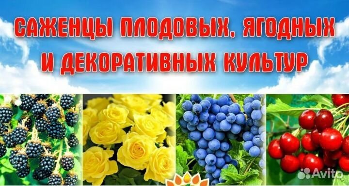 Саженцы плодово-ягодных и декоративных растений